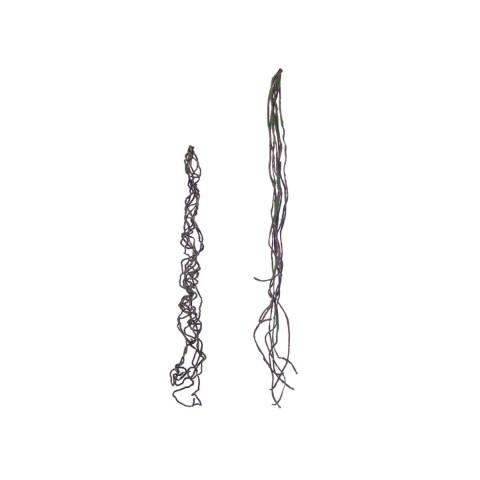 RADICE 68 CM. 2 ASSORTITI